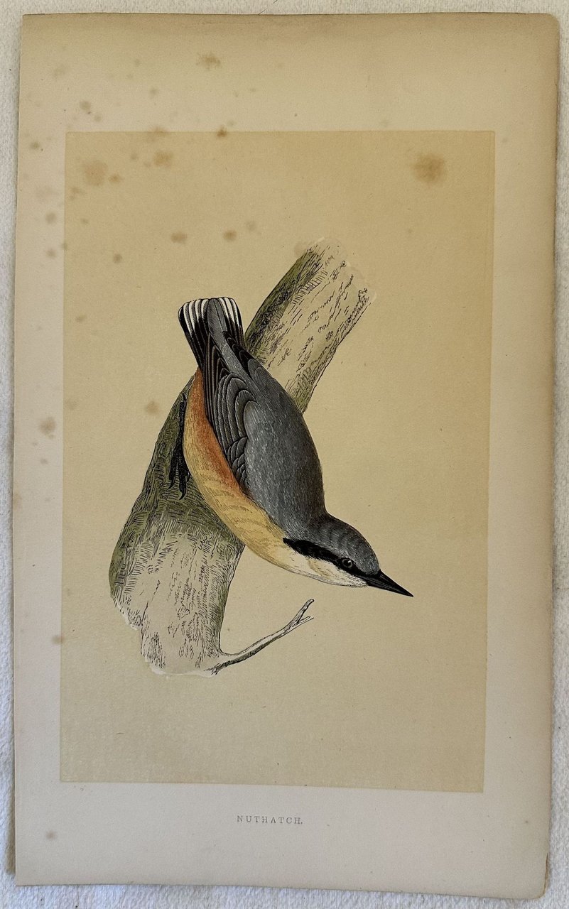 NUTHATCH (RED-BREASTED NUTHATCH) Sitta canadensis (Picchio muratore pettofulvo) | Immagine principale