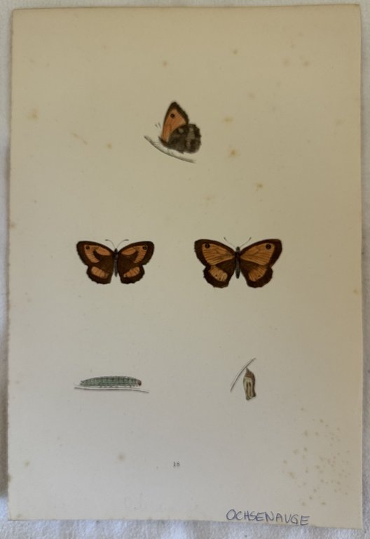 OCHSENAUGE Maniola jurtina | Immagine Gallery 2