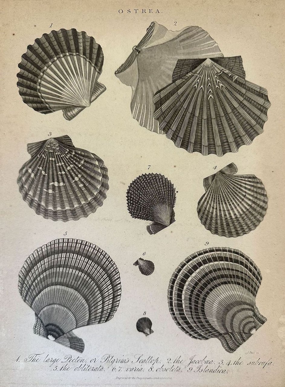 Ostrea 1 The large Pecten or Pilgrim's Scallop 2 The …