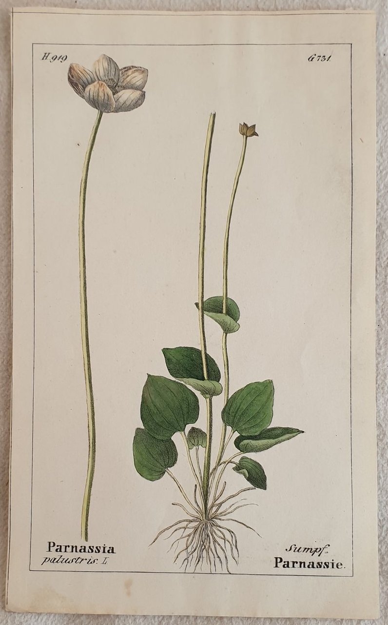 Parnassia palustris