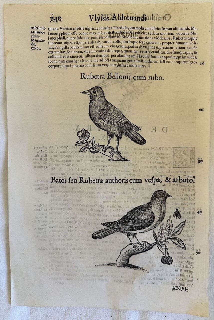 PASSERI RUBI RUBETRA BELLONII CUM RUBO BATOS SEU RUBETRA BELLONII … | Immagine principale