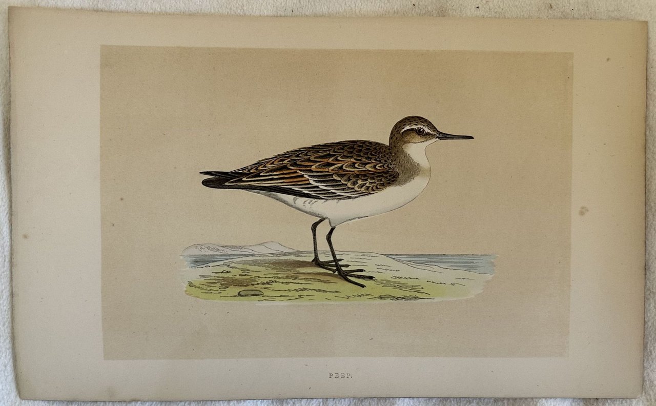 PEEP (COMMON SANDPIPER) Actitis hypoleucos (Piro piro piccolo) | Immagine principale