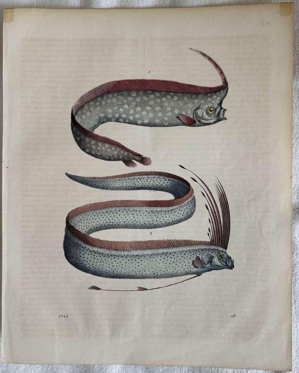 PESCE 1848