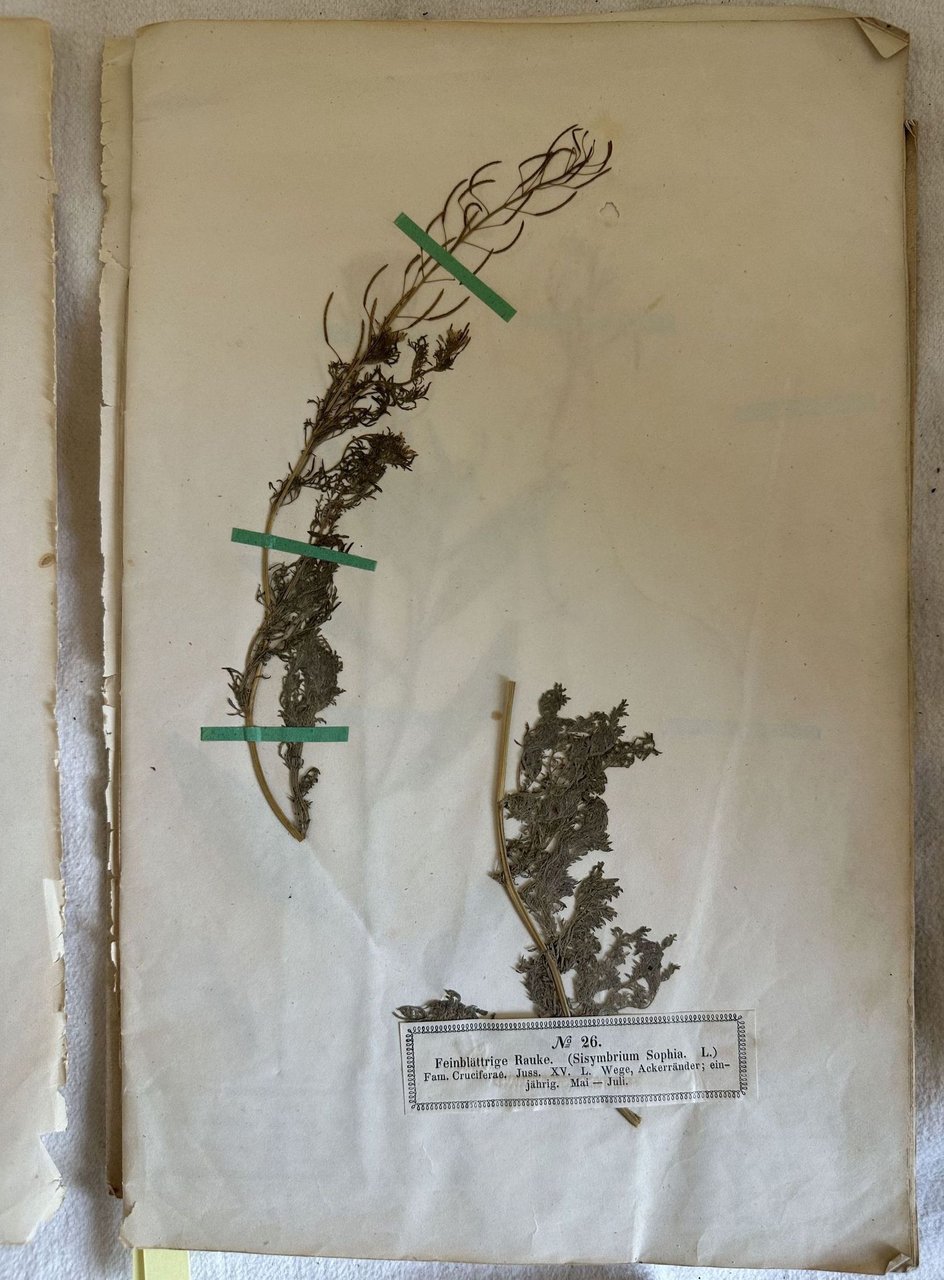 PHANEROGAMEN HERBARIUM VON HERMANN WAGNER LIEFERUNG II N. 26-50