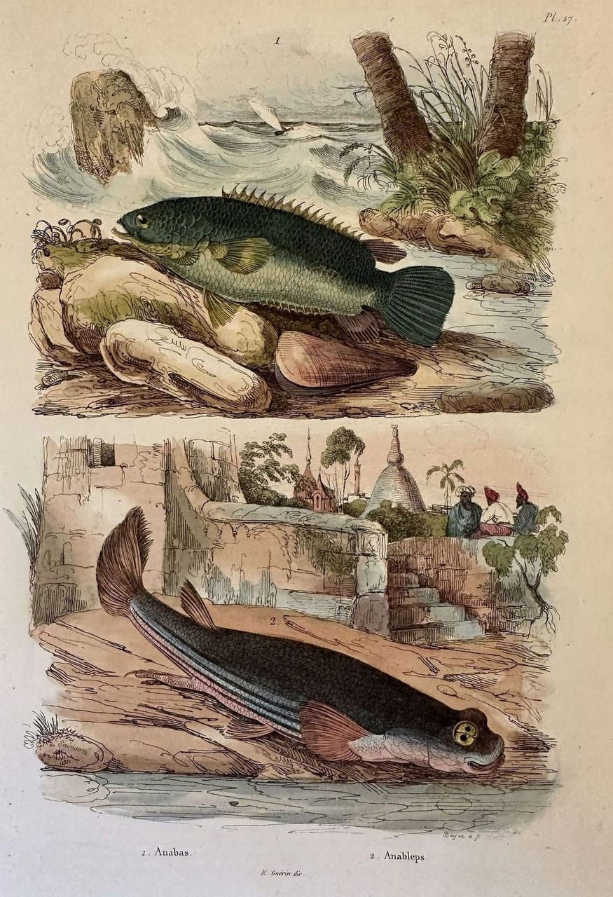PL. 17 Anabas Anableps F. Guerin dir. 1839