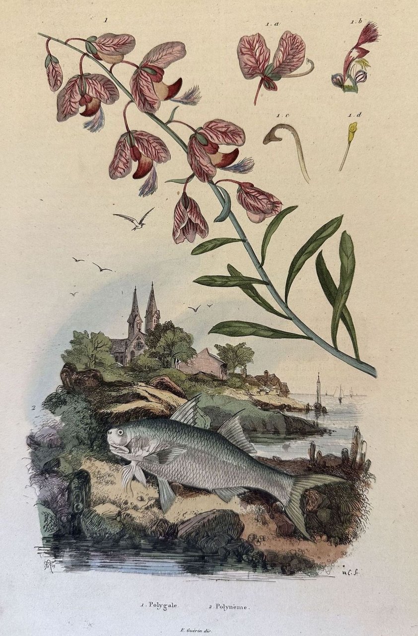PL. 595 Polygale Polyneme F. Guerin dir. 1839