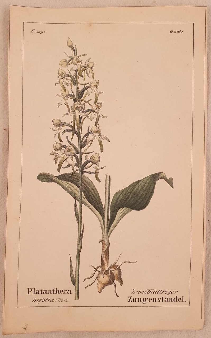 Platanthera bifolia | Immagine principale