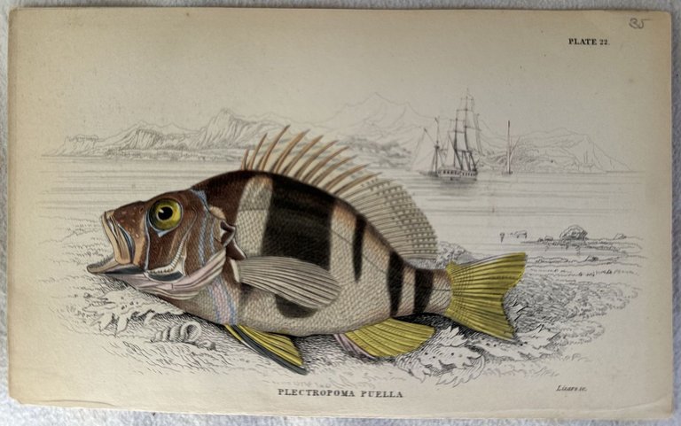PLECTROPOMA PUELLA | Immagine Gallery 2