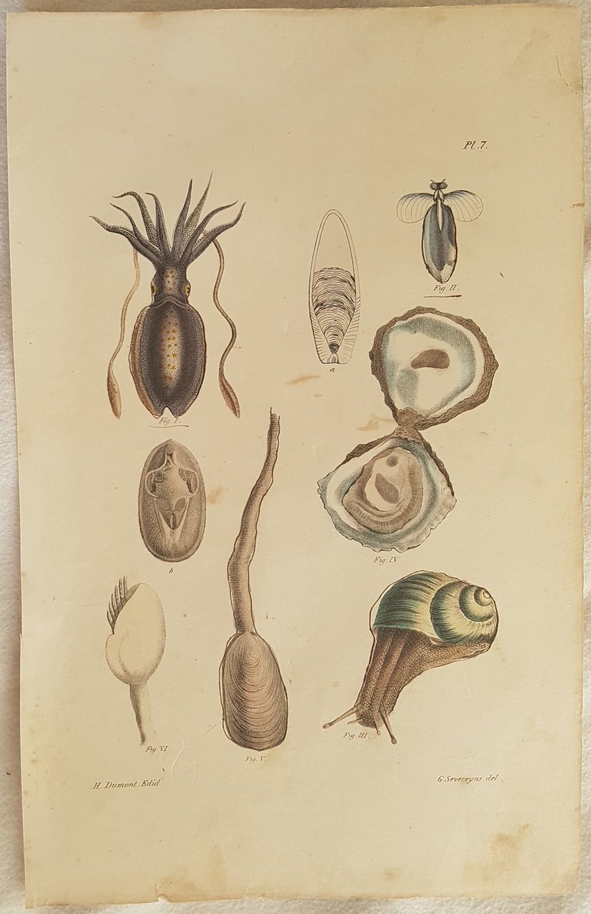 POLPO OSTRICA CONCHIGLIA LUMACA | Immagine principale