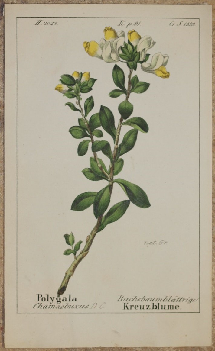 Polygala Chamaebuxus