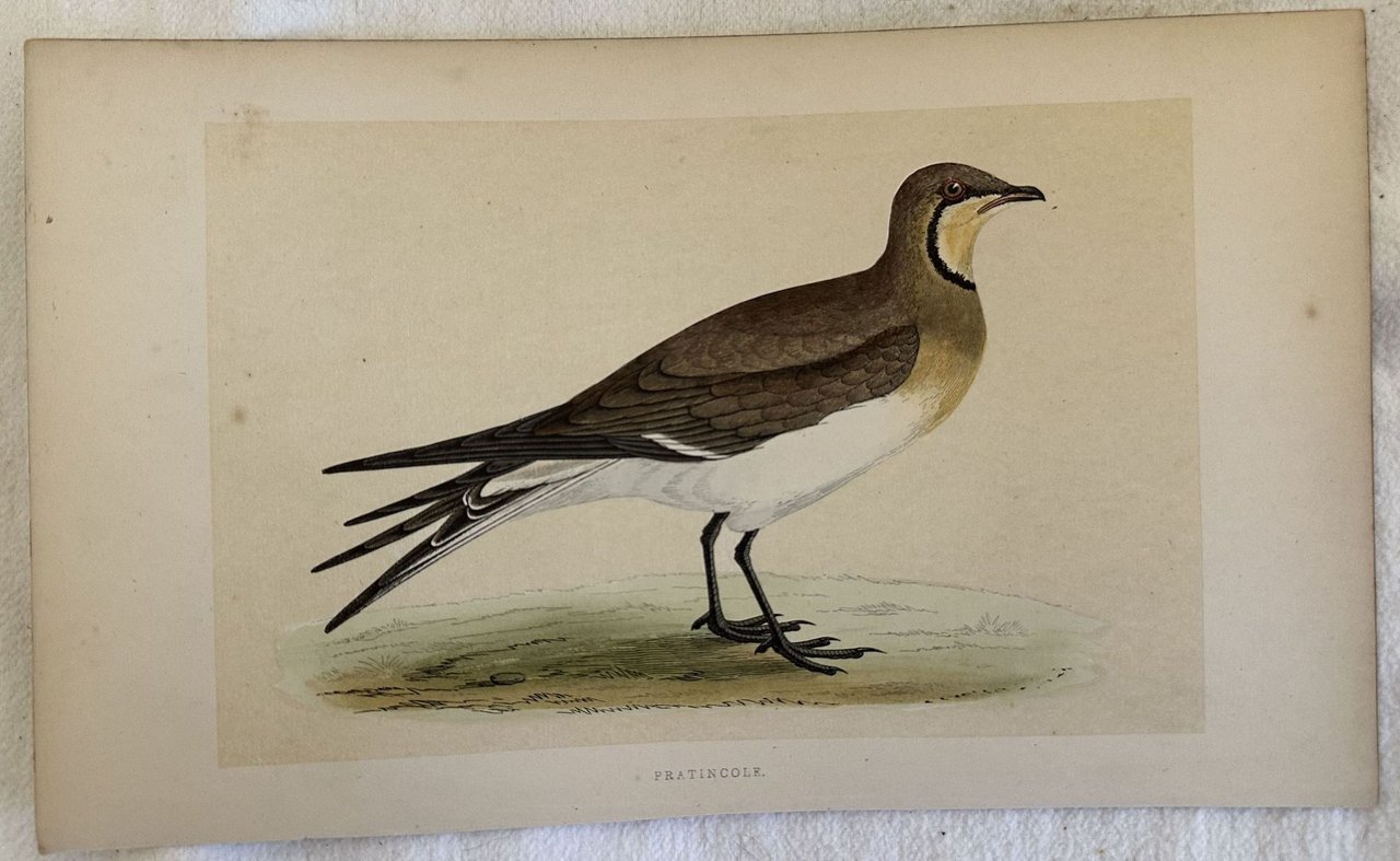 PRATINCOLE Glareola pratincola (Pernice di mare) | Immagine principale