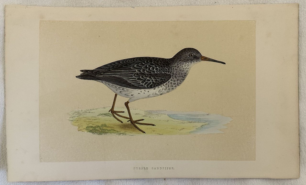 PURPLE SANDPIPER Calidris maritima (Piovanello violetto)