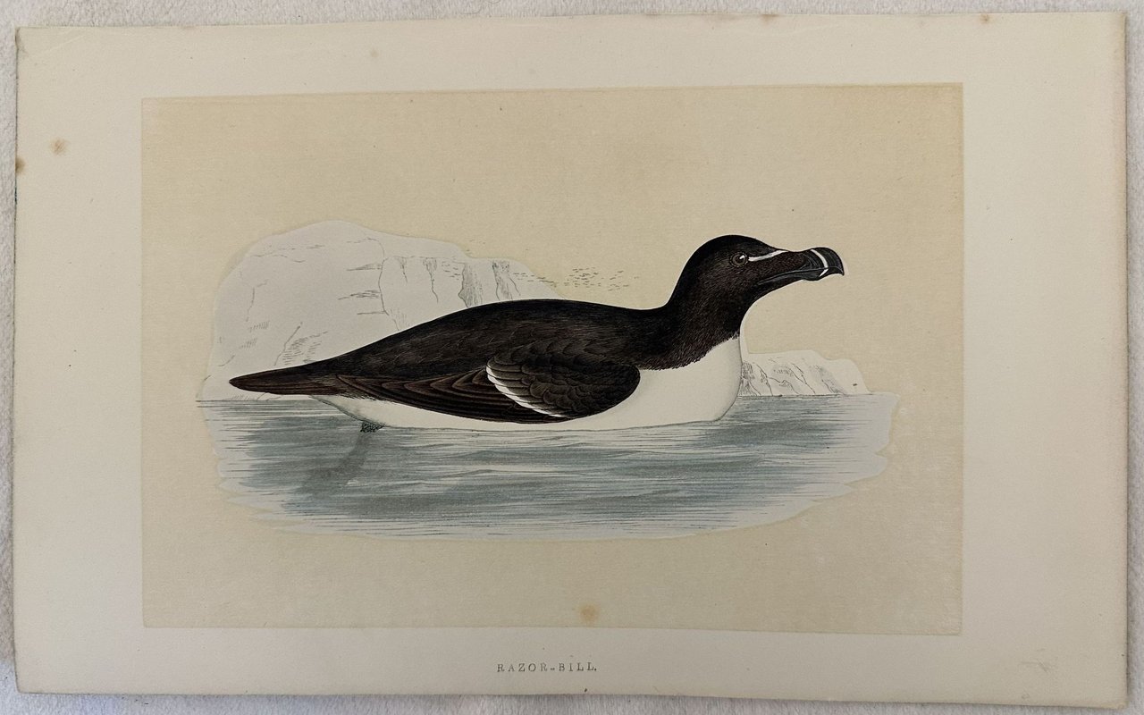 RAZOR-BILL Alca torda (Gazza marina)