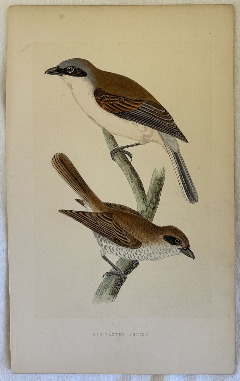 RED-BACKED SHRIKE Lanius collurio (Averla piccola)