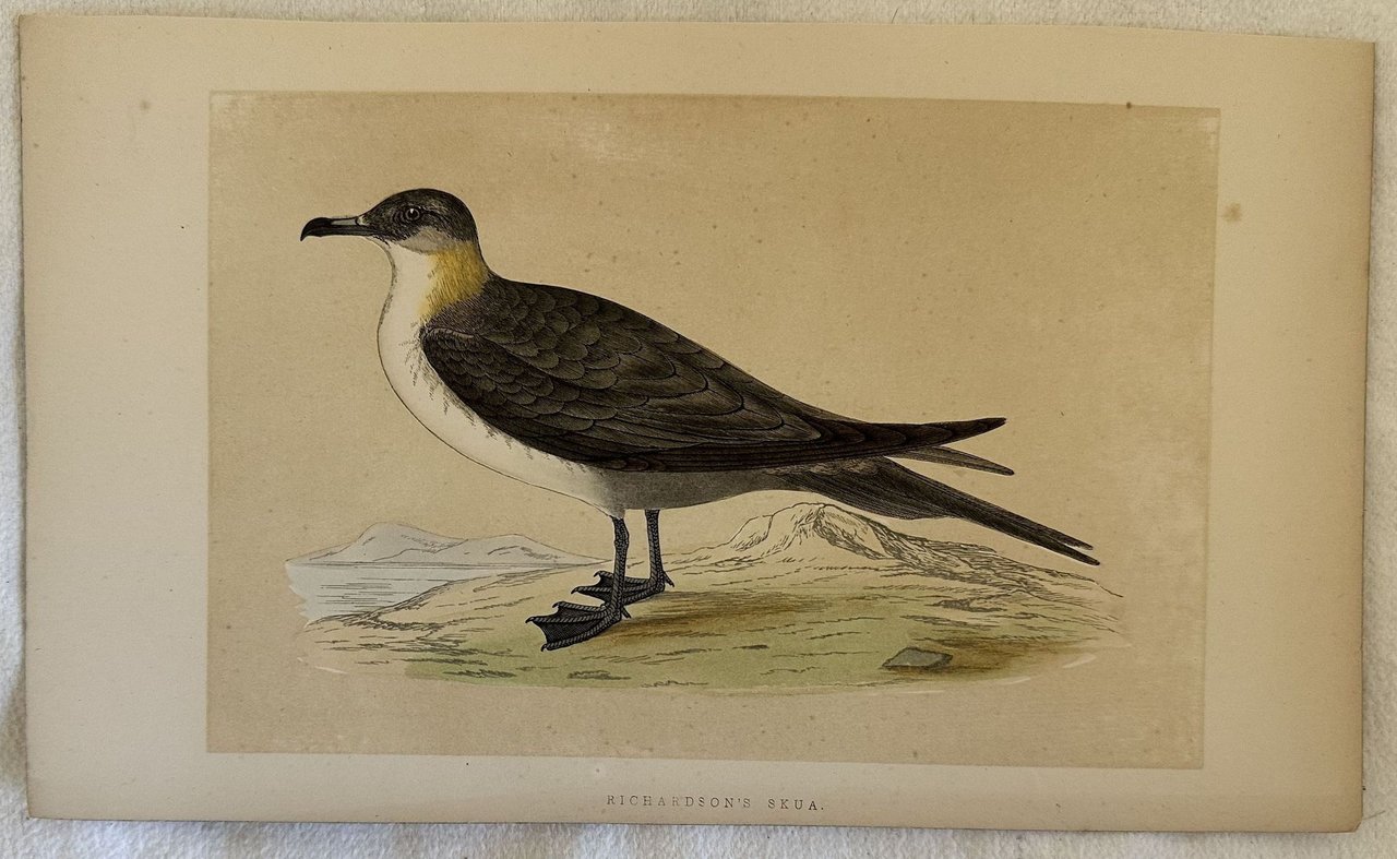 RICHARDSON'S SKUA (Stercorarius parasiticus) Labbo | Immagine principale