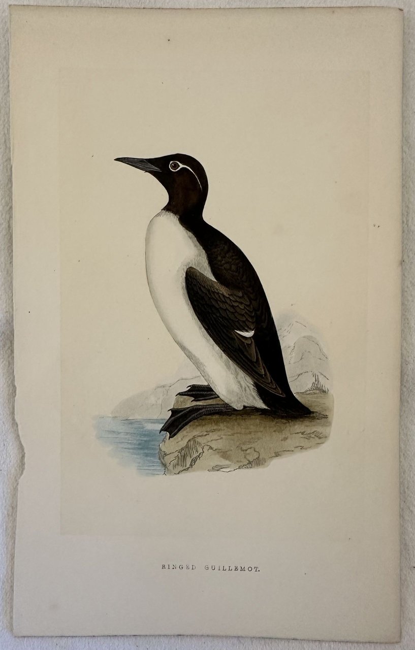 RINGED GUILLEMOT (Uria aalge)