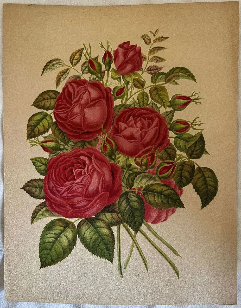 ROSA Pl. 21 | Immagine principale