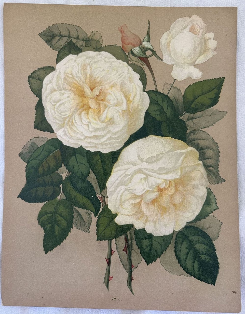 ROSA Pl. 3