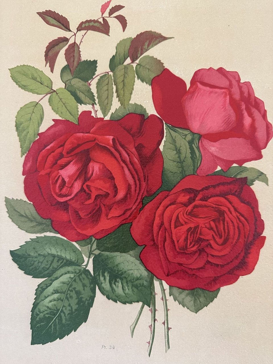 ROSA PL. 34