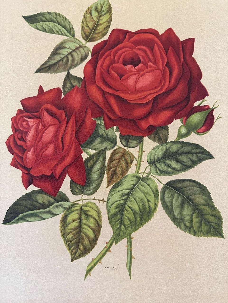 ROSA PL. 37