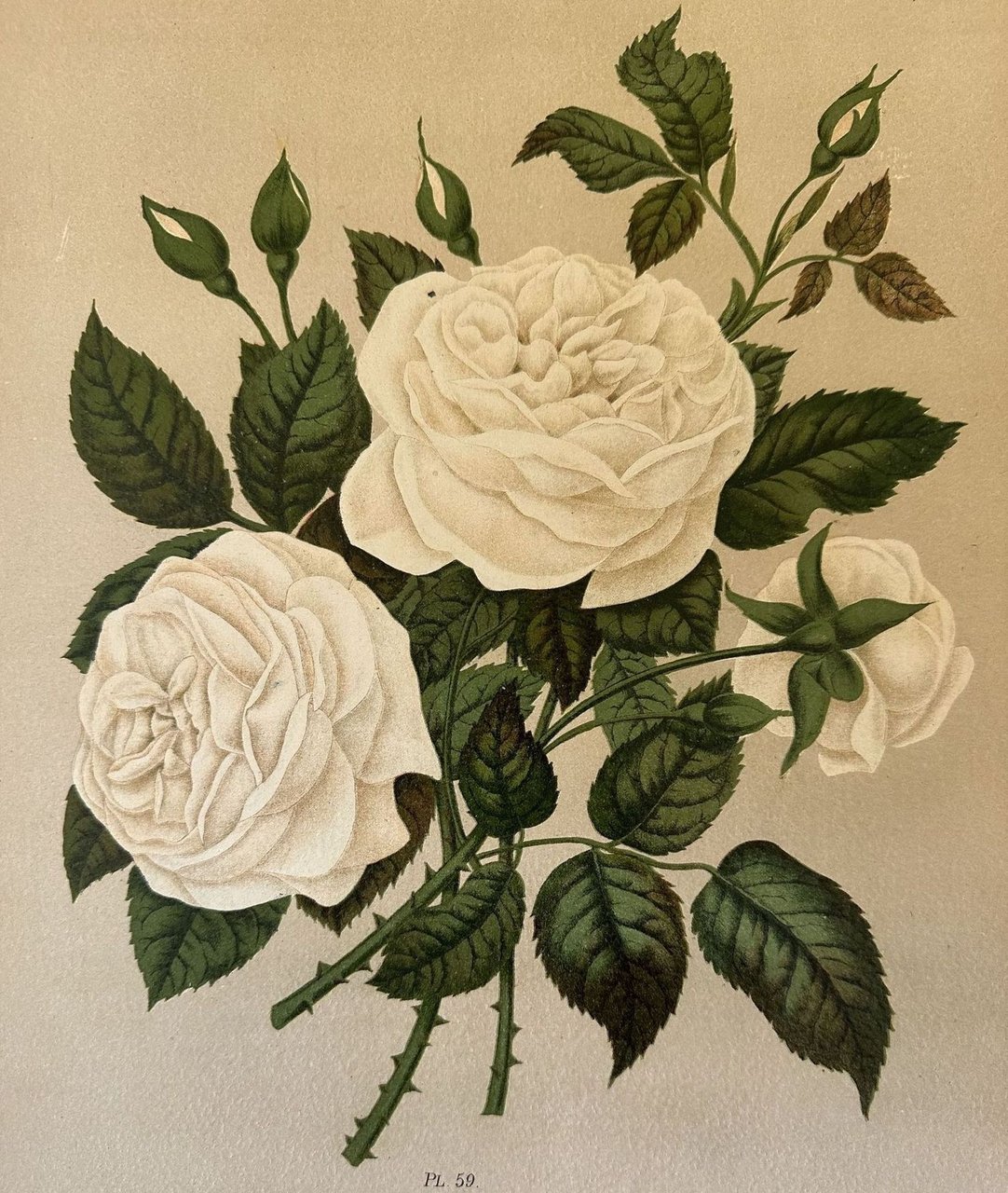ROSA PL. 59
