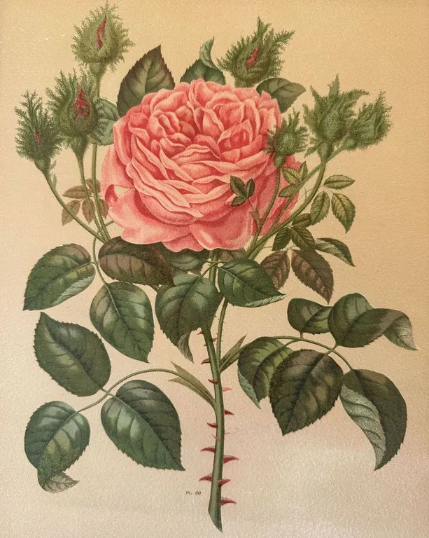 ROSA PL. 60