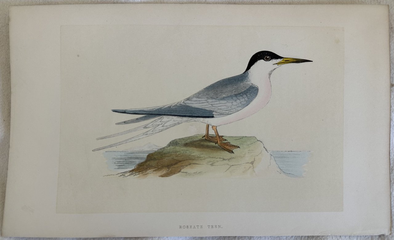 ROSEATE TERN (Sterna dougallii) Sterna di Dougall | Immagine principale