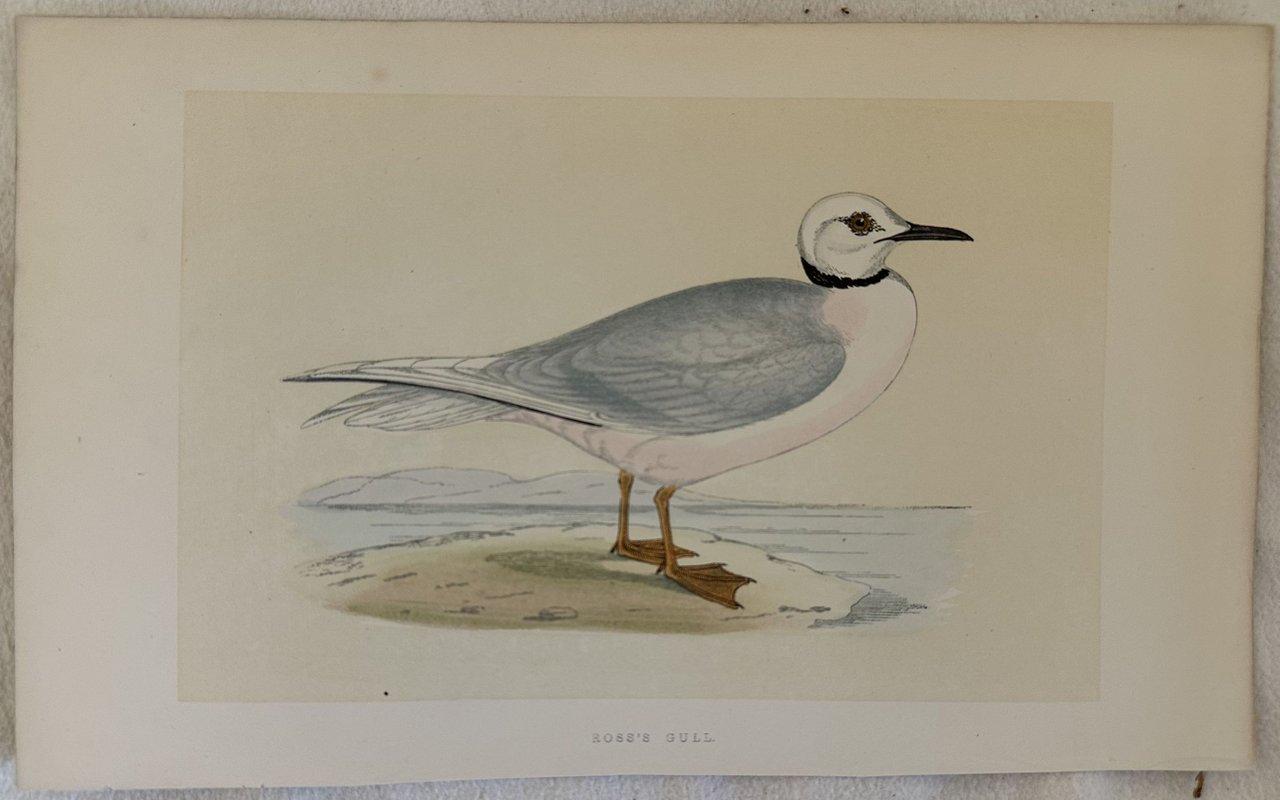 ROSS'S GULL Rhodostethia rosea (Gabbiano di Ross)
