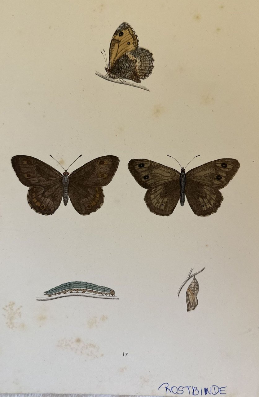 ROSTBINDE Hipparchia semele | Immagine principale