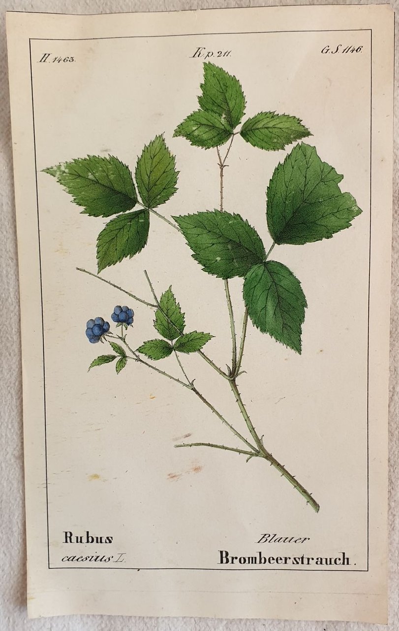 Rubus caesius