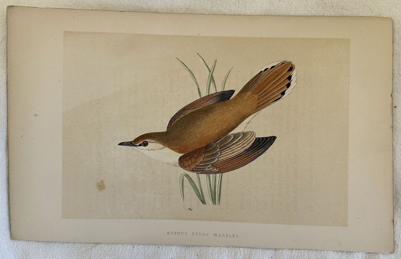 RUFOUS SEDGE WARBLER (Aedon galactotes) | Immagine principale