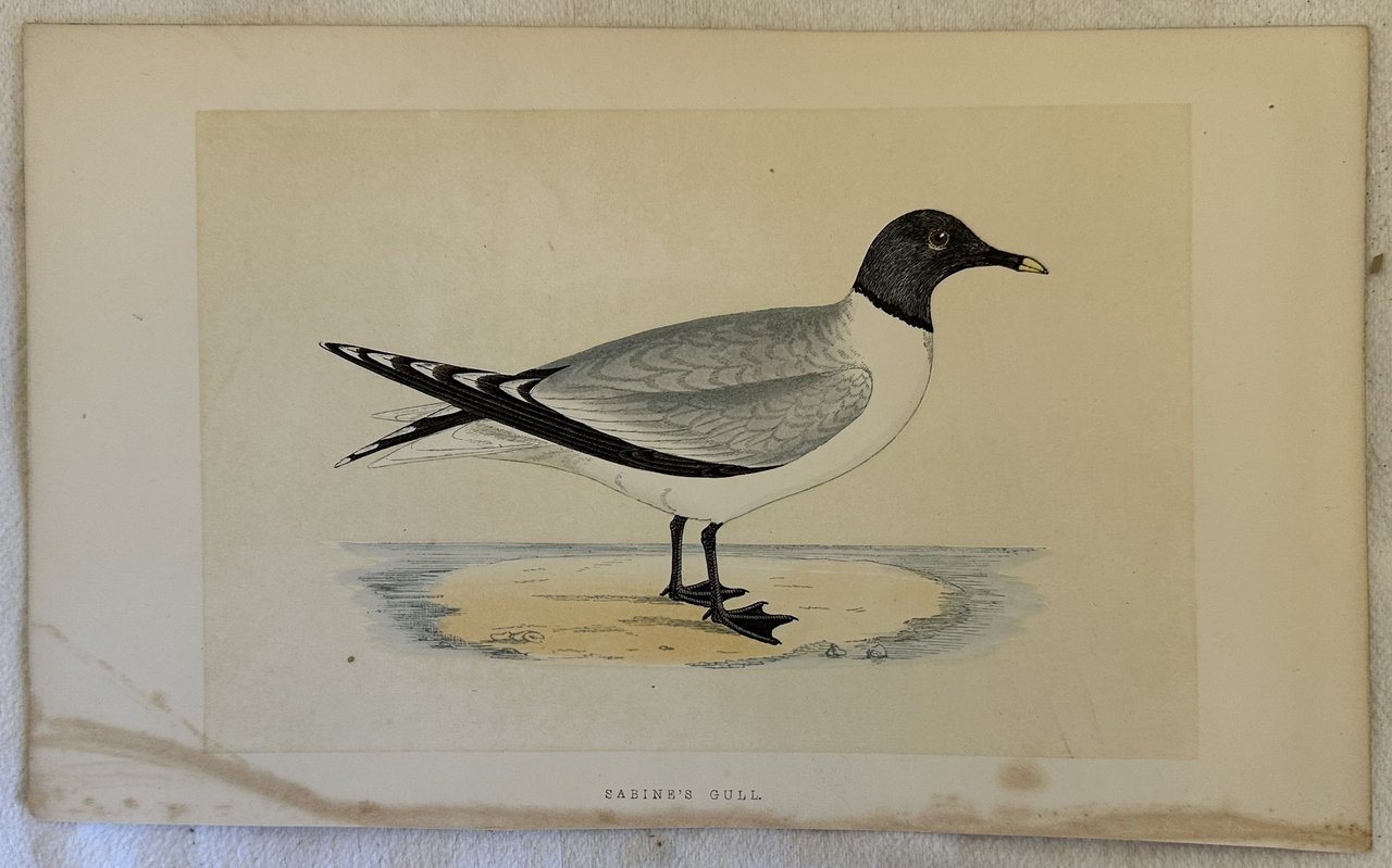 SABINE'S GULL (Gabbiano di Sabine)