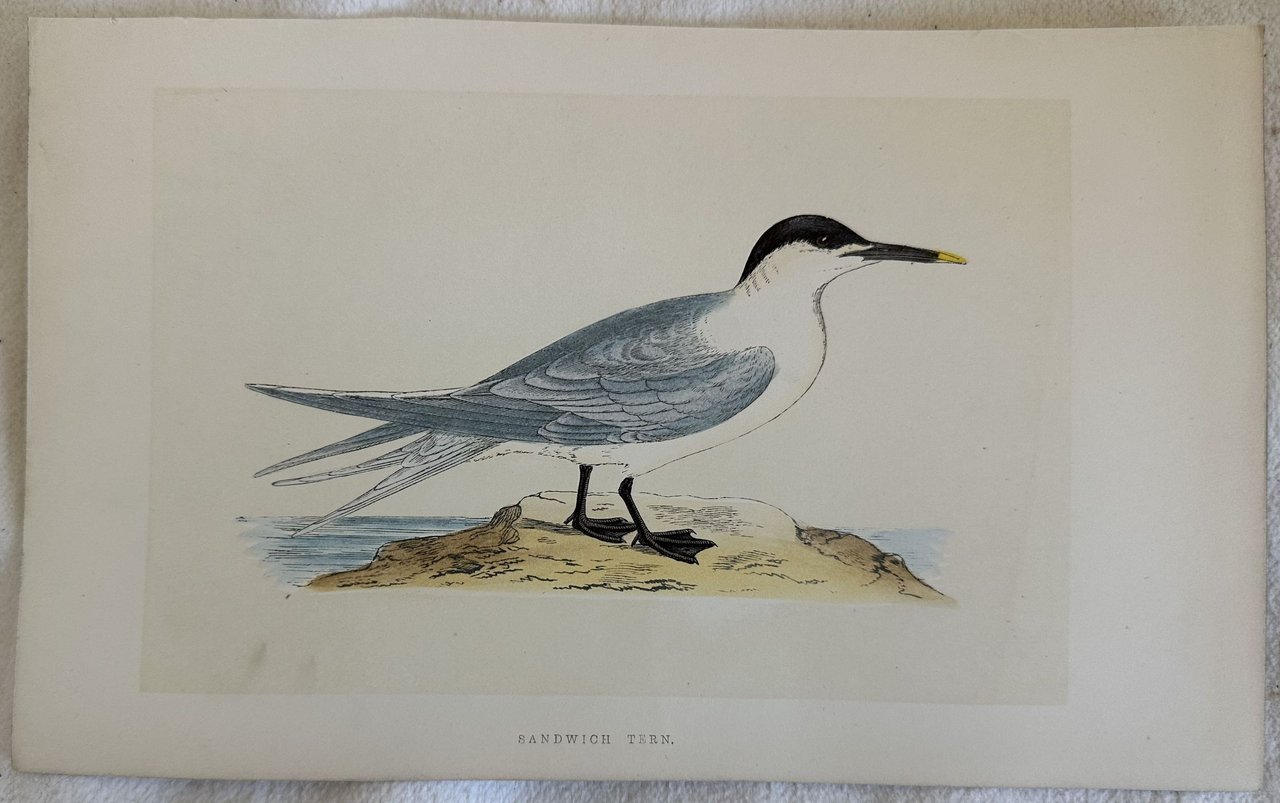 SANDWICH TERN (Thalasseus sandvicensis) Beccapesci | Immagine principale