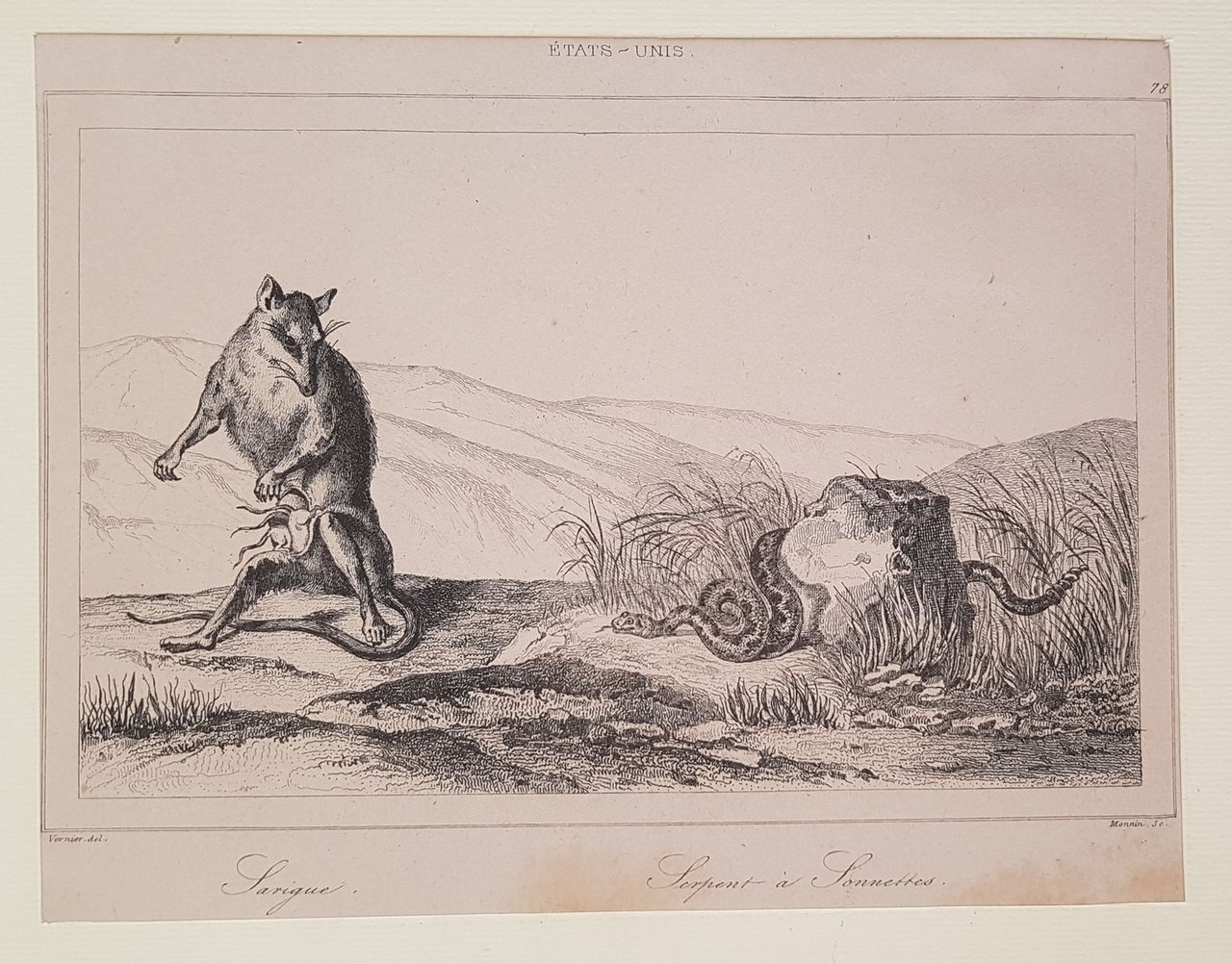 SARIGUE – SERPENT A SONNETTES | Immagine principale