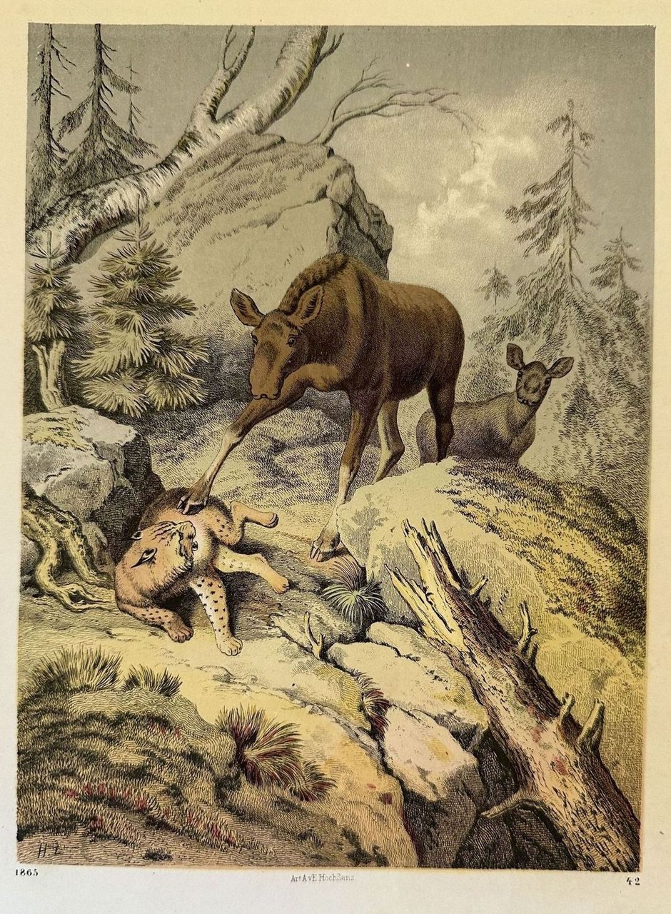 SCENA DI CACCIA AFRICANA GHEPARDO E ANTILOPE | Immagine principale
