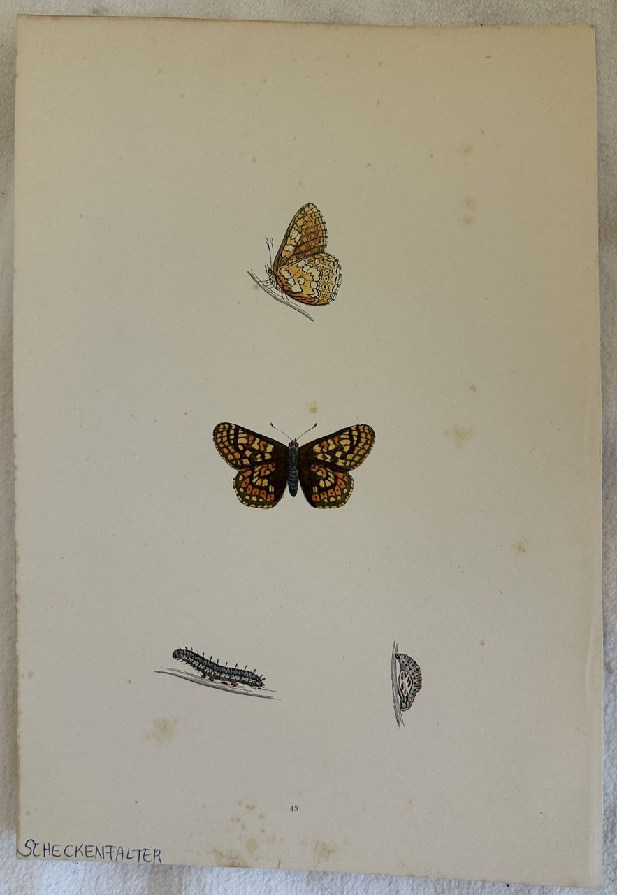 SCHECKENFALTER Melitaea athalia | Immagine principale