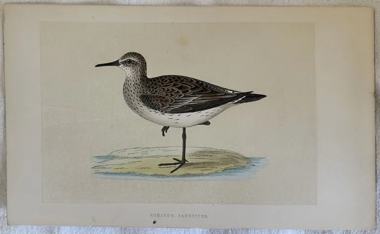 SCHINZ'S SANDPIPER (Gambecchio di Bonaparte)