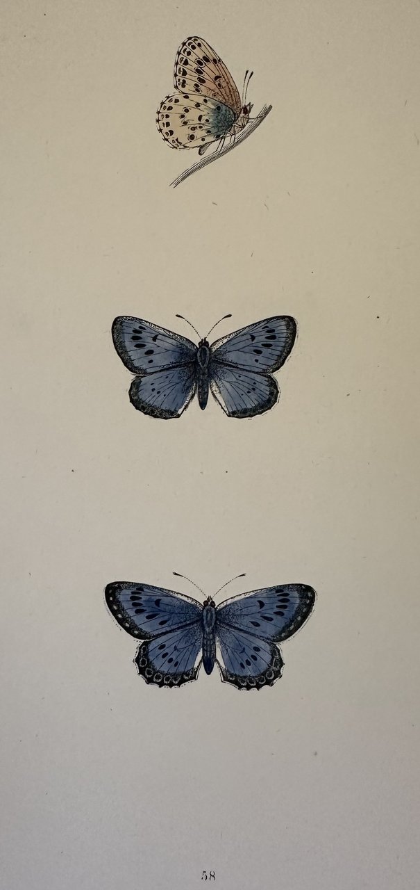 SCHWARZGEFLECKTER BLAULING Phengaris arion | Immagine principale