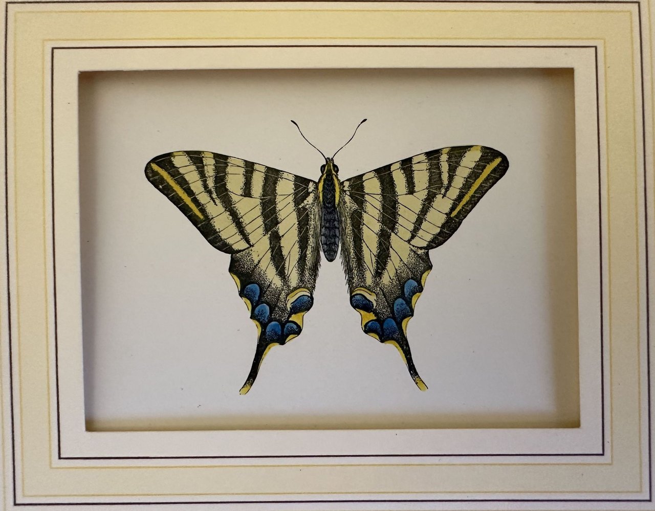 Segerfalter Iphiclides podalirius (Podalirio)