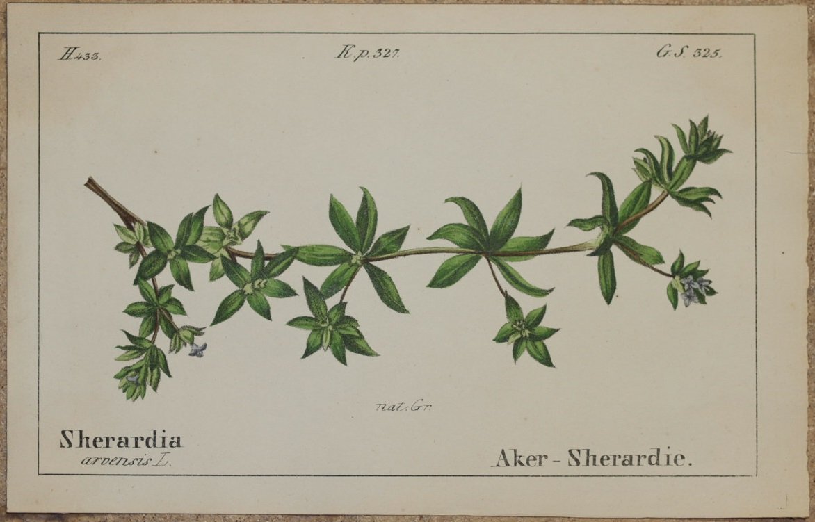 Sherardia arvensis