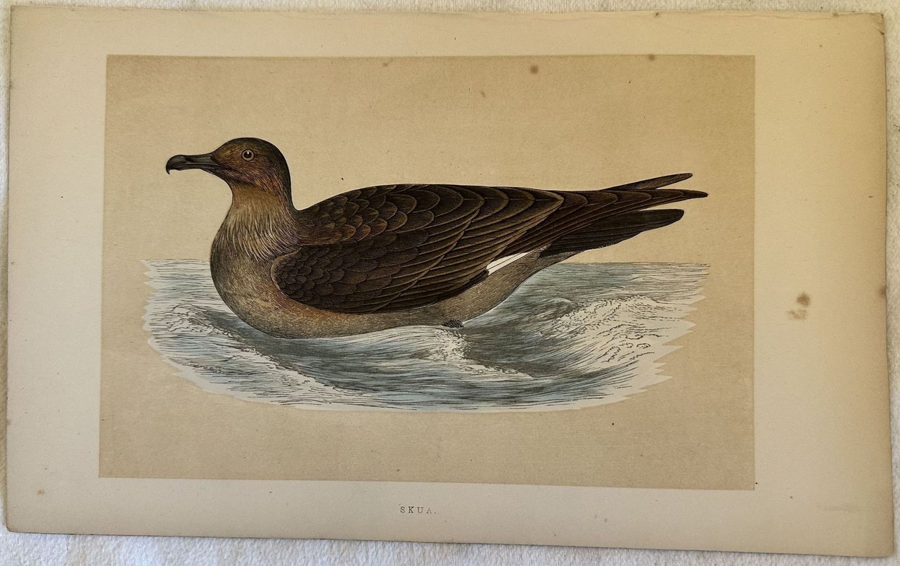 SKUA Stercorarius skua (Stercorario maggiore) | Immagine principale