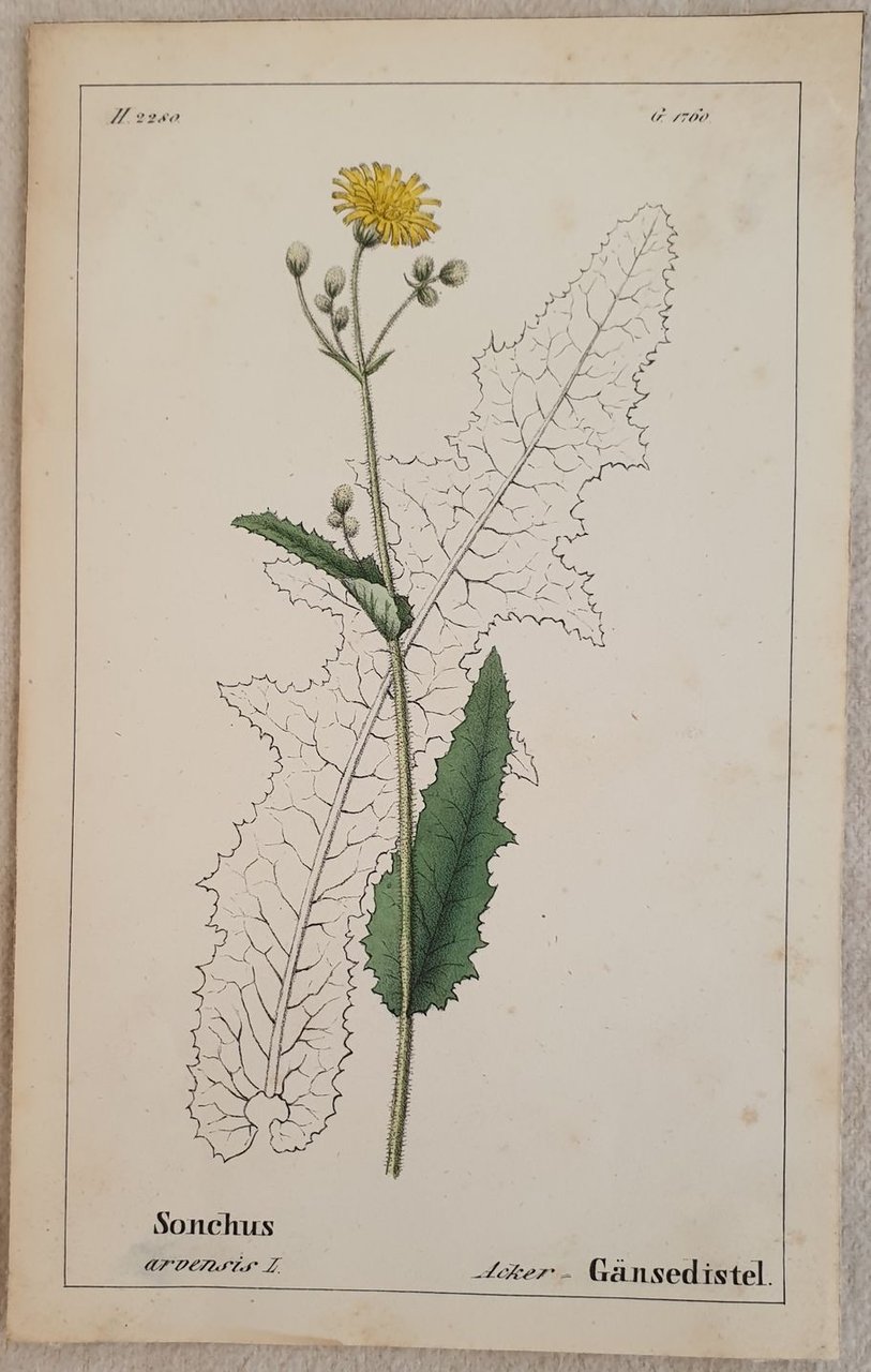 Sonchus arvensis