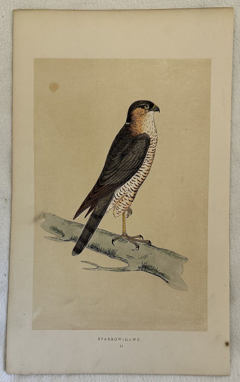 SPARROW HAWK (Accipiter nisus) Sparviero | Immagine principale