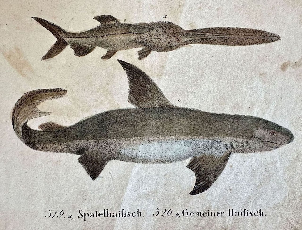 SPATELHAIFISCH GEMEINER HAIFISCH