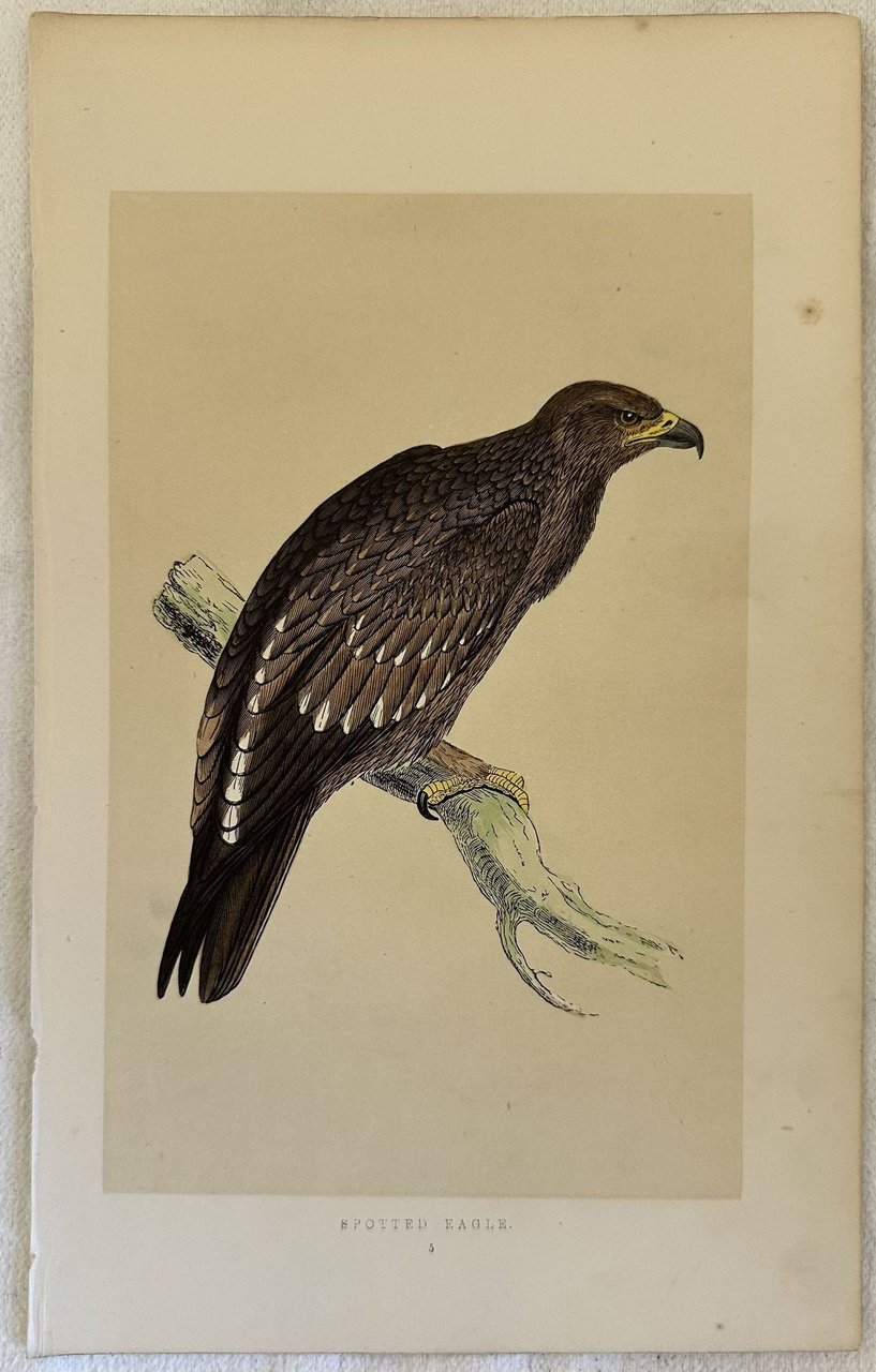 SPOTTED EAGLE (Aquila anatraia)