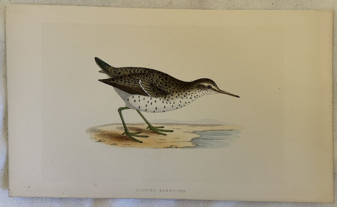 SPOTTED SANDPIPER Actitis macularius (Piro-piro macchiato) | Immagine principale