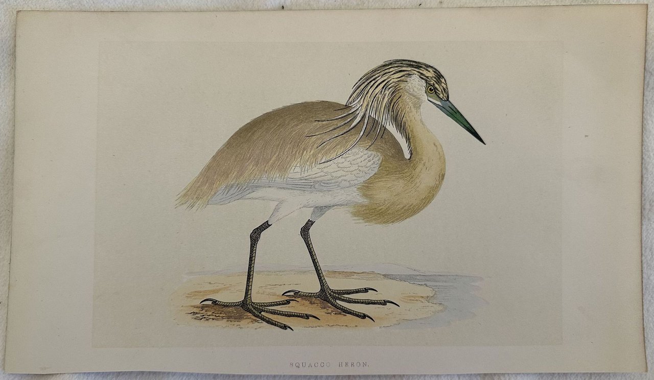 SQUACCO HERON (Ardeola ralloides) Sgarza ciuffetto | Immagine principale