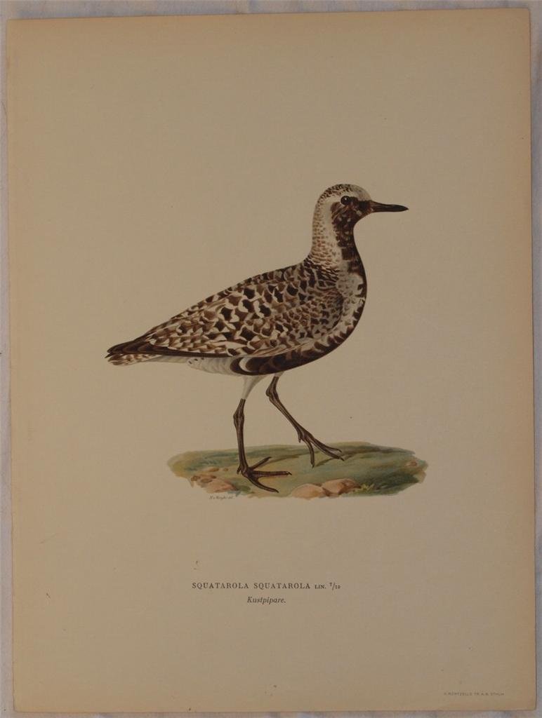 Squatarola squatarola