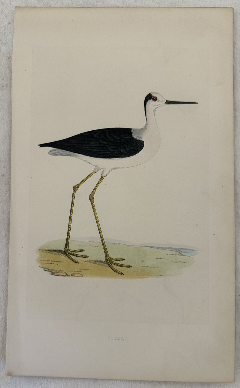 STILT Himantopus mexicanus (Cavaliere collonero) | Immagine principale