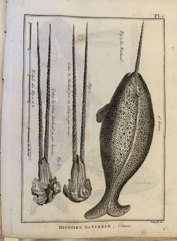 TABLEAU ENCYCLOPEDIQUE ET METHODIQUE DES TROIS REGNES DE LA NATURE …